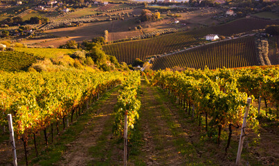 Panoramic view to vineyard on hills in fall, winery and wine making