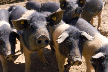 black pig called Cinta Senese typical of Tuscany area Siena area