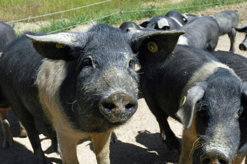 black pig called Cinta Senese typical of Tuscany area Siena area