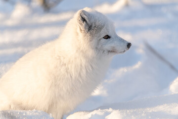 Side profile of one, single, alone arctic fox in a natural, snowy, winter setting with orange eyes. Fluffy, adorable and wild foxes. 