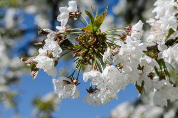 Buds and blossoms on the cherry tree in the spring time