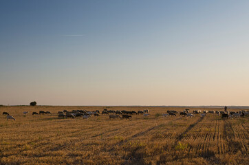 Obraz premium Herd of goats and sheeps in the autumn golden field
