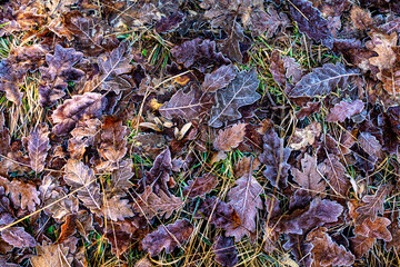 Frost-covered fallen oak leaves