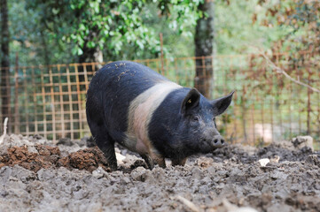 black pig called Cinta Senese typical of Tuscany area and surroundings of Siena who lives free in nature on the edge of the forest