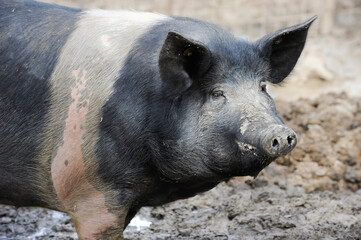 black pig called Cinta Senese typical of Tuscany area and surroundings of Siena who lives free in nature on the edge of the forest