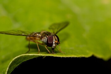 Episyrphus balteatus hoverfly on green leaf, close-up