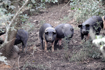 black pig called Cinta Senese typical of Tuscany area and surroundings of Siena who lives free in nature on the edge of the forest