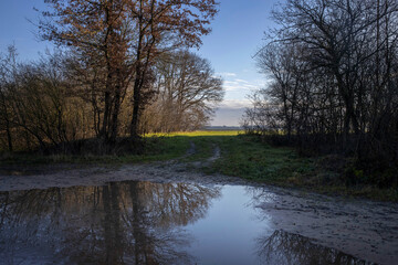 Fototapeta na wymiar Forest and Meadows in winter. Es. Uffelte Drenthe Netherlands. Countryside. Flooding.
