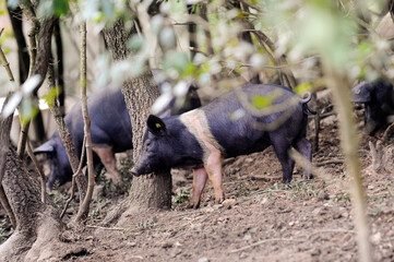 black pig called Cinta Senese typical of Tuscany area and surroundings of Siena who lives free in...