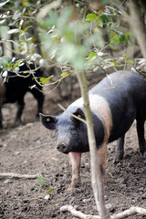 Fototapeta premium black pig called Cinta Senese typical of Tuscany area and surroundings of Siena who lives free in nature on the edge of the forest