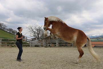 Woman trains dressage horse in corral