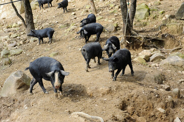 Nebrodi black pig in Sicily who lives in the wild near the forest in Nebrodi mountain area
