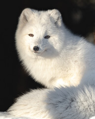 A stunning face of a bright white arctic fox seen in northern Canada during winter time. Fluffy, large tail showing and orange eyes. 