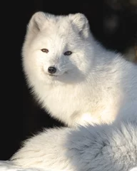 Poster A stunning face of a bright white arctic fox seen in northern Canada during winter time. Fluffy, large tail showing and orange eyes. 