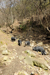 Nebrodi black pig in Sicily who lives in the wild near the forest in Nebrodi mountain area
