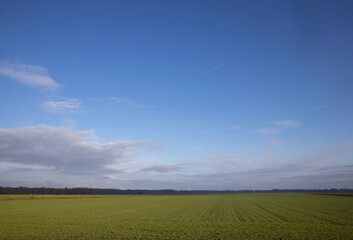 Fototapeta na wymiar Meadow in winter. Es. Uffelte Drenthe Netherlands. Countryside.