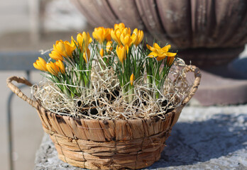 Spring flowers in a basket