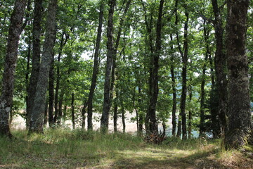 Obraz premium path in the forest