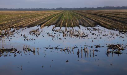 Cornfield in winter. Flooding. Uffelte Drenthe Netherlands. Countryside.