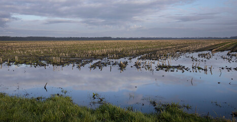 Cornfield in winter. Flooding. Uffelte Drenthe Netherlands. Countryside.