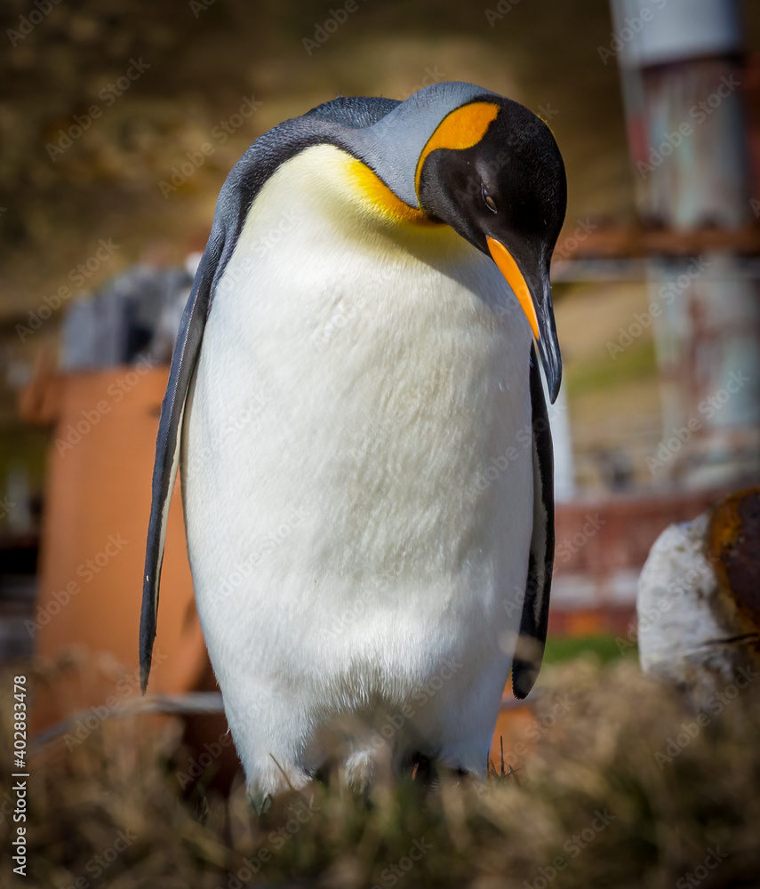 Wall mural king penguin in among rusty remains of the deserted whaling village.