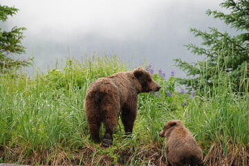 Ours brun et son petit