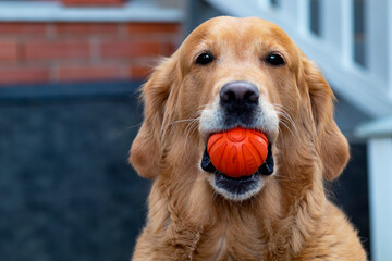 The dog looks directly at the camera, the golden retriever, the labrador near his house on the...