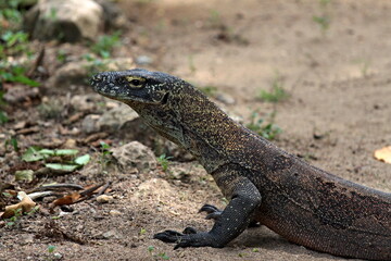 Komodo Dragon / Varanus komodoensis / the world's largest lizard. Komodo Island. Indonesia. Asia.