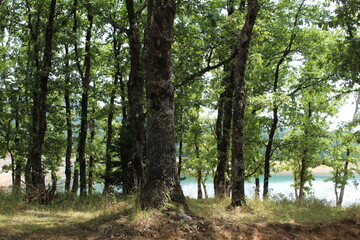 Fototapeta premium trees in the woods