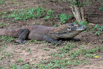 Komodo Dragon / Varanus komodoensis / the world's largest lizard. Komodo Island. Indonesia. Asia.
