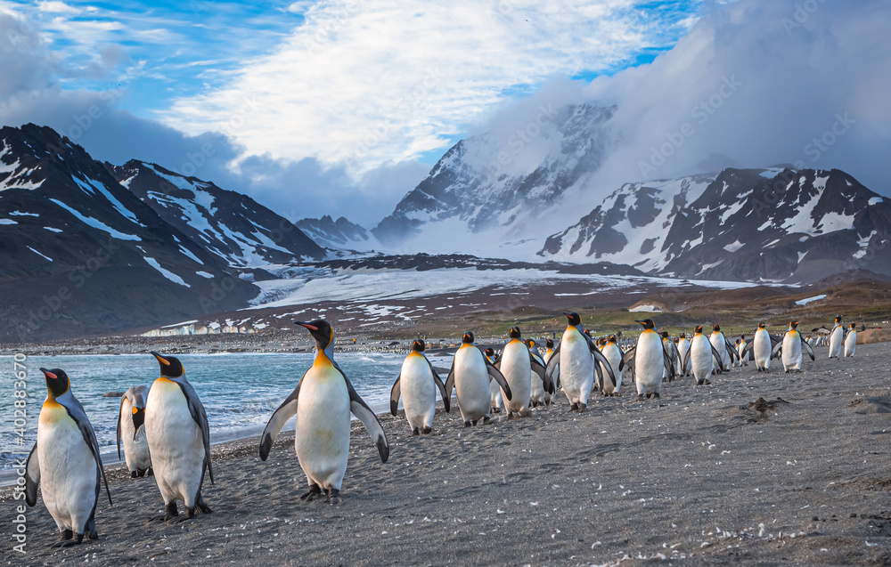 Wall mural numerous king penguins walk the beach at st. andrews bay, south georgia.