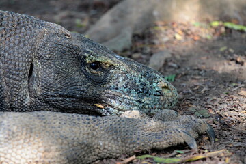 Obraz premium Komodo Dragon / Varanus komodoensis / the world's largest lizard. Rinca Island. Indonesia. Asia.