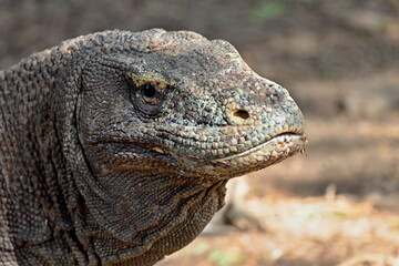 Komodo Dragon / Varanus komodoensis / the world's largest lizard. Rinca Island. Indonesia. Asia.