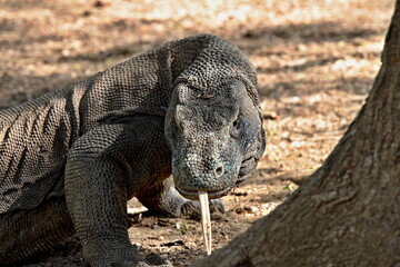 Komodo Dragon / Varanus komodoensis / the world's largest lizard. Komodo Island. Indonesia. Asia.