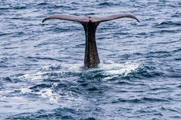 Baleine