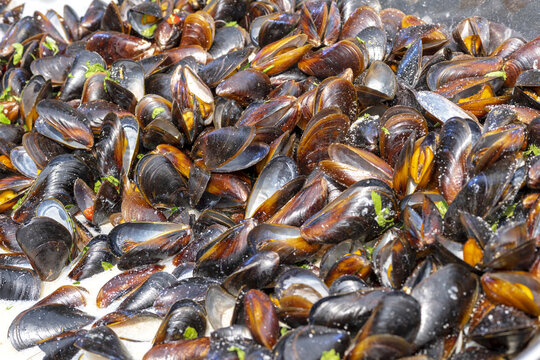 Mussels, clams,  rapans