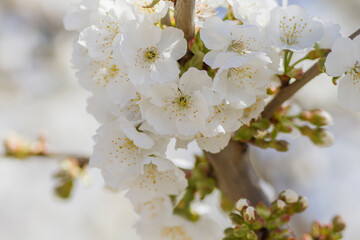 Cherry blossoms white flowers