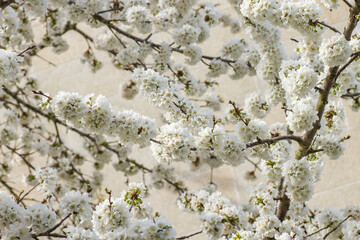 Cherry blossoms white flowers