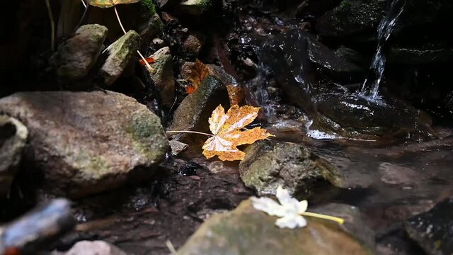 An orange maple leaf with black dots lies in a small stream during autumn.