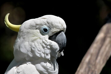 Yellow crested cockatoo /Cacatua sulphurea/. Tamar Burung  Bali Bird Park. Indonesia. Asia.