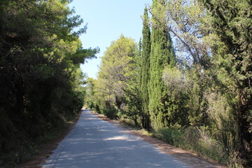 road in the forest