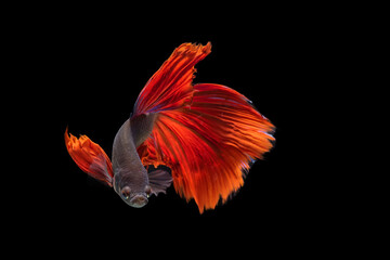 Fototapeta na wymiar Red betta fighting fish on black background