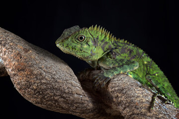 a lizard on the tree branch
