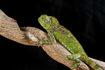 a lizard on the tree branch