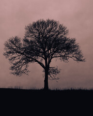 Fototapeta na wymiar Silhouette of a bare tree in a field