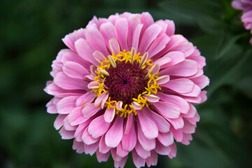 Obraz premium Flower