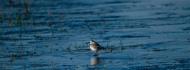 Vendée, France; January 2, 2021: a gray wagtail wanders over the frozen marshes, not far from Challans, on a superb day.