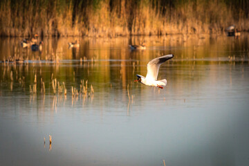 flying bird, reed belt, national park neusiedler see, burgenland, austria