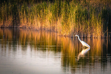 heron, reed belt, national park neusiedler see, burgenland, austria 