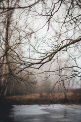 branches and shrubs by a frozen pond